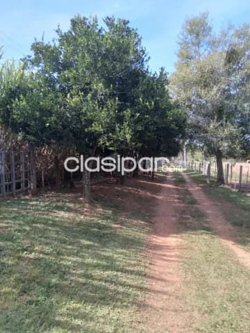 3,5 ha. De campo en altos-zona tucangua cañada, foto 5