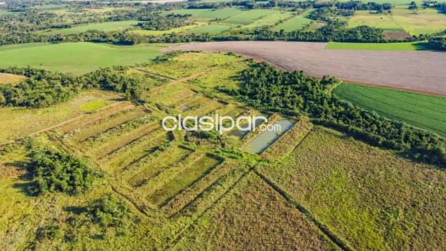 Terreno Rural Mecanizado en Los Cedrales - 18 Ha — foto 3