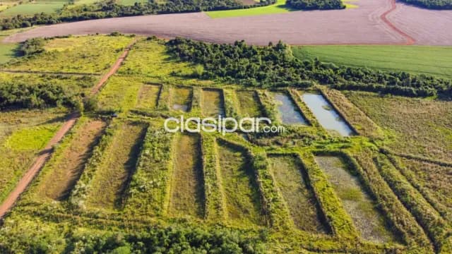 Terreno Rural Mecanizado en Los Cedrales - 18 Ha — foto 5