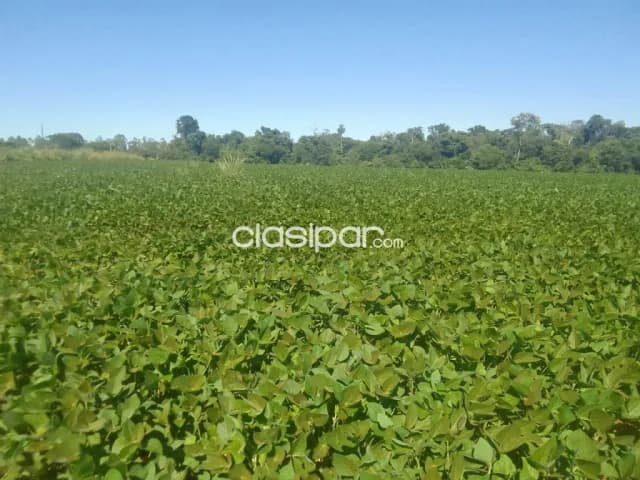Campo Agrícola/Ganadero Mecanizado en Coronel Bogado sobre Ruta - 135 Ha — foto 5