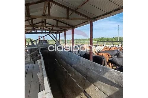 Estancia formada en villa hayes, foto 5