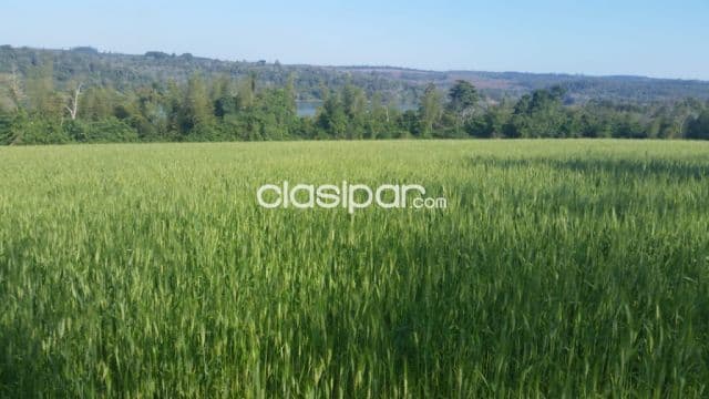 Campo Agrícola/Ganadero Mecanizado en Capitan Meza costa al Río Paraná - 70 Ha