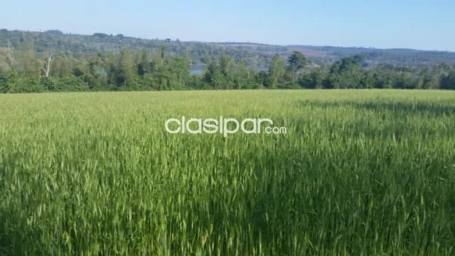Campo Agrícola/Ganadero Mecanizado en Capitan Meza costa al Río Paraná - 70 Ha, foto 2