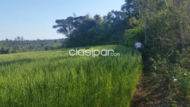 Campo Agrícola/Ganadero Mecanizado en Capitan Meza costa al Río Paraná - 70 Ha, foto 3
