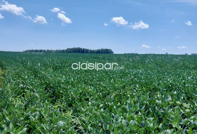 Terreno Agrícola Mecanizado en Obligado - 10 Ha