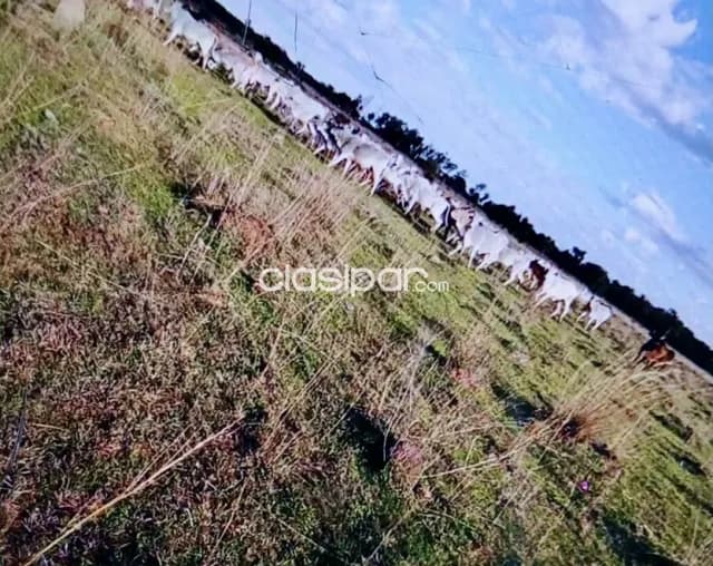 Campo Agrícola/Ganadero en Quiindy - 103 Ha — foto 5