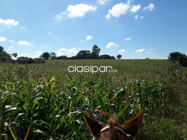 Campo Agrícola/Ganadero en Coronel Oviedo - 160 Ha