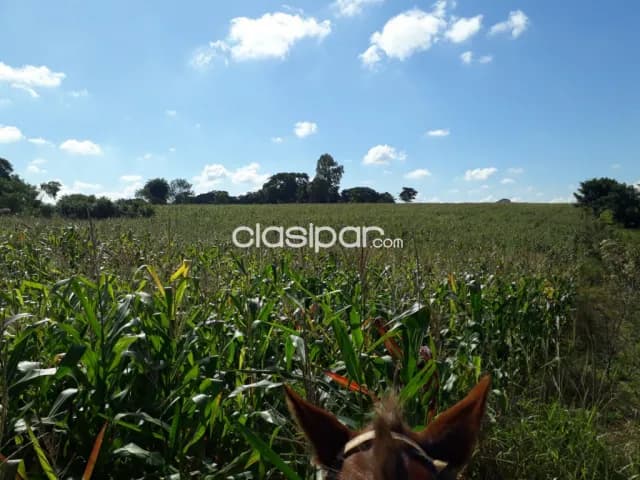 Campo Agrícola/Ganadero en Coronel Oviedo - 160 Ha — foto 2