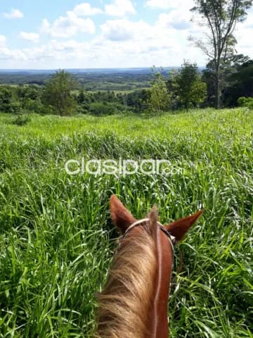 Campo Agrícola/Ganadero en Coronel Oviedo - 160 Ha — foto 3