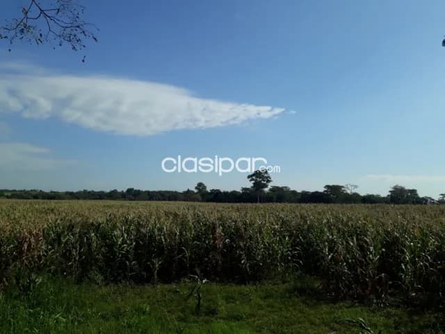 Campo Agrícola/Ganadero en Coronel Oviedo - 160 Ha — foto 5