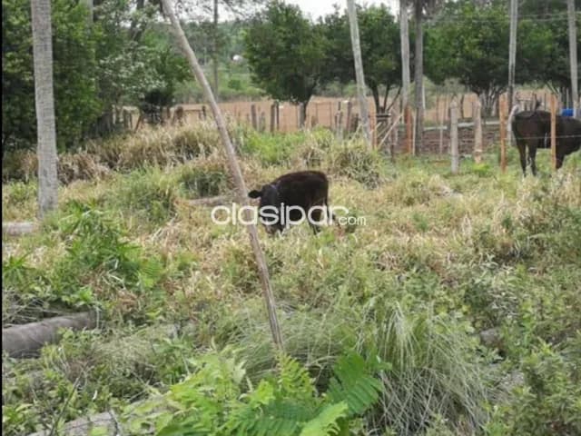 Se vende 6 hectáreas con 3.457 metros en Ciudad de Altos, Departamento Cordillera, foto 5