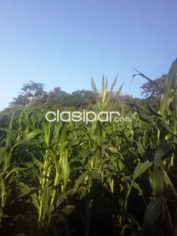 Santa cecilia, col. Independencia, guaira: Inigualables 10 has s/ ruta, nuevo precio!! — foto 4