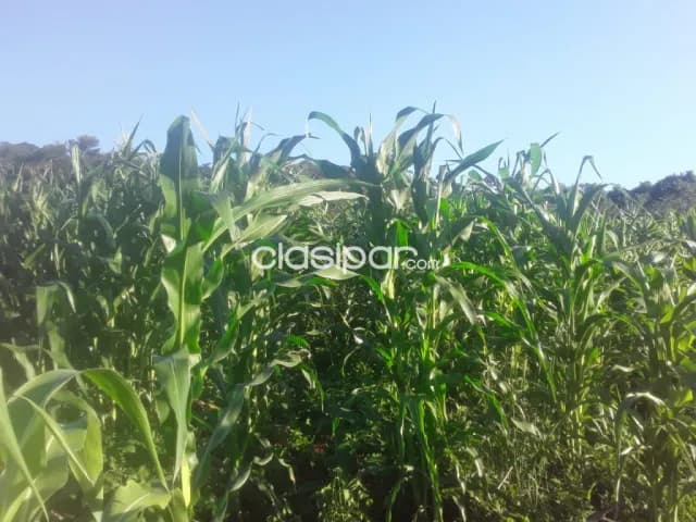 Santa cecilia, col. Independencia, guaira: Inigualables 10 has s/ ruta, nuevo precio!! — foto 5