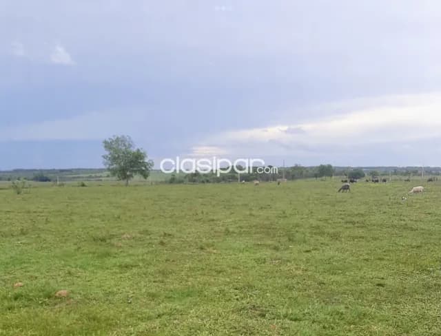 Campo Agrícola/Ganadero en Yhu sobre Ruta - 200 Ha — foto 3