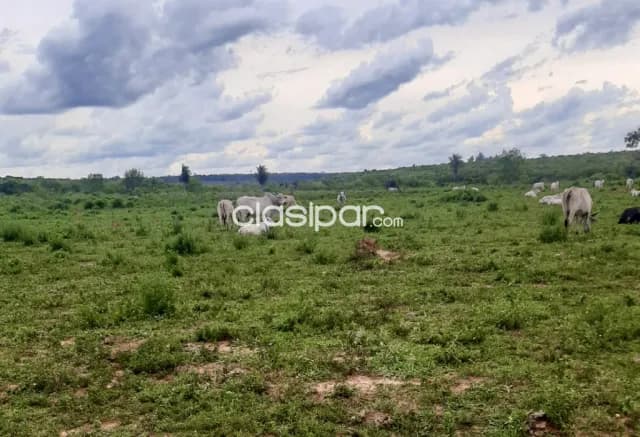 Campo Agrícola/Ganadero en Yhu sobre Ruta - 200 Ha — foto 4