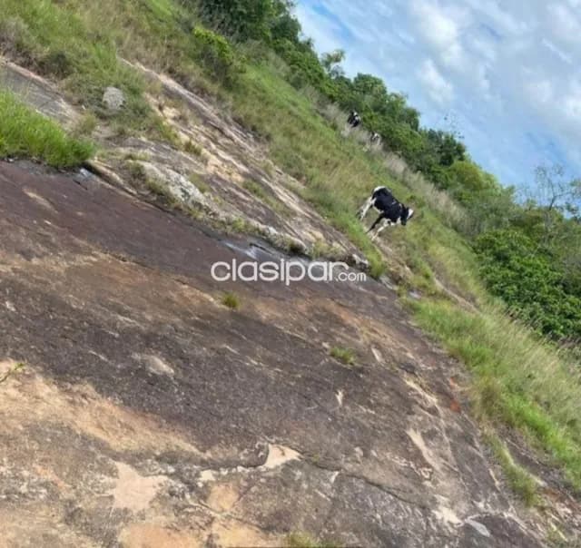 Oferta de terreno de 12 ha.en Nueva Colombia — foto 5