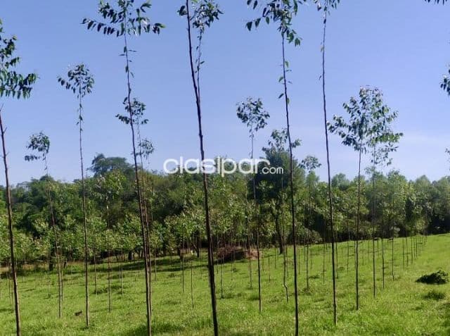 Granja Agrícola/Ganadera en Quiindy - 10 Ha