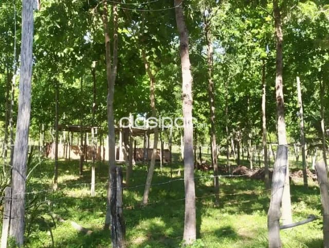 Granja Agrícola/Ganadera en Quiindy - 10 Ha, foto 5