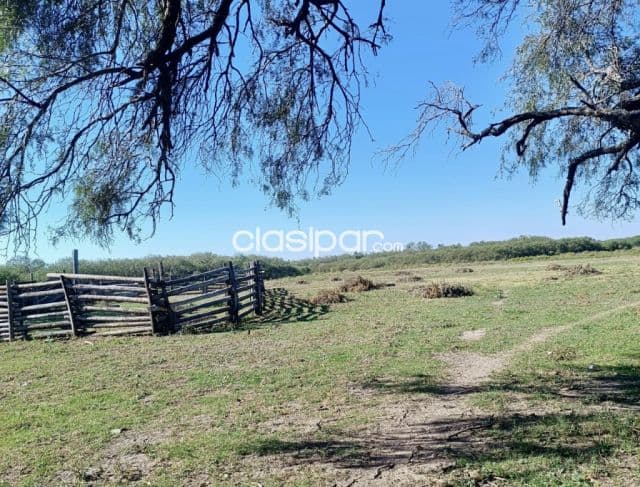 Campo Ganadero en Cadete Pando - 509 Ha