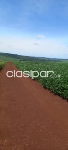 Itapua, prox. Frutika: 443 has mecanizadas, inmejorable rendimiento, categoria agricola — foto 3