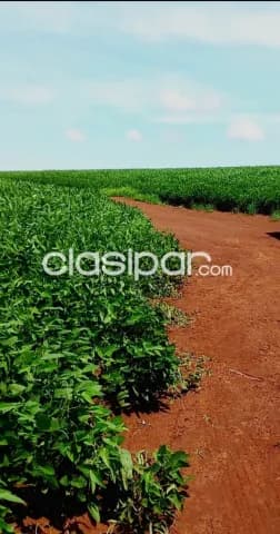 Itapua, prox. Frutika: 443 has mecanizadas, inmejorable rendimiento, categoria agricola — foto 5