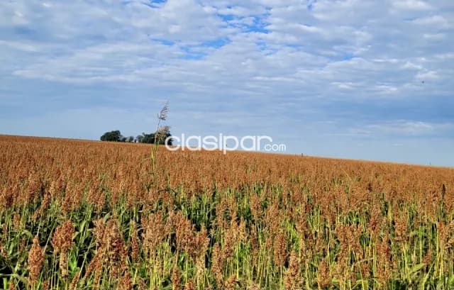 Terreno Agrícola Mecanizado en Hernandarias - 20 Ha, foto 3