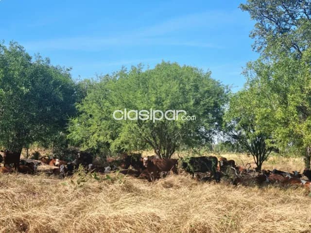 Estancia de 3.750 has a tranquera cerrada a 300 km de asuncion — foto 4