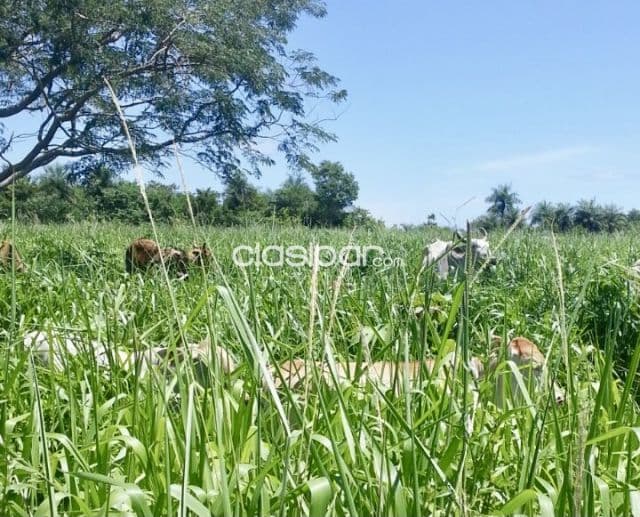 Campo Agrícola/Ganadero en Mbuyapey - 430 Ha