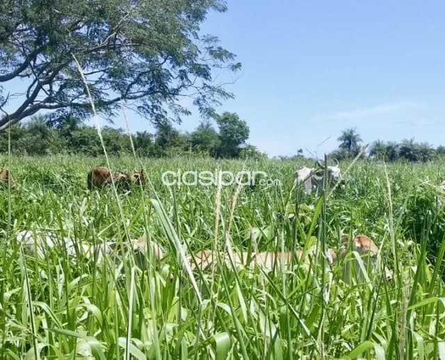 Campo Agrícola/Ganadero en Mbuyapey - 430 Ha, foto 2