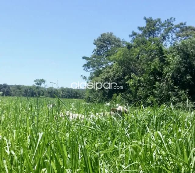 Campo Agrícola/Ganadero en Mbuyapey - 430 Ha, foto 3