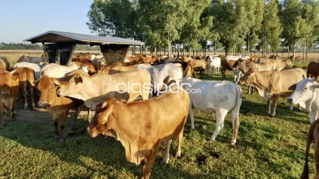 Campo Agrícola/Ganadero en Mbuyapey - 430 Ha, foto 5