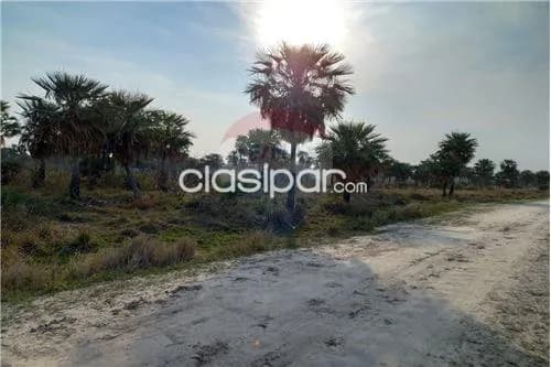 Campo en villa oliva — foto 5