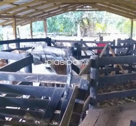 Campo Ganadero en Puerto Trinidad - 50 Ha, foto 3