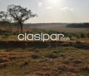 Terreno en caaguazú 209 hectareas — foto 5