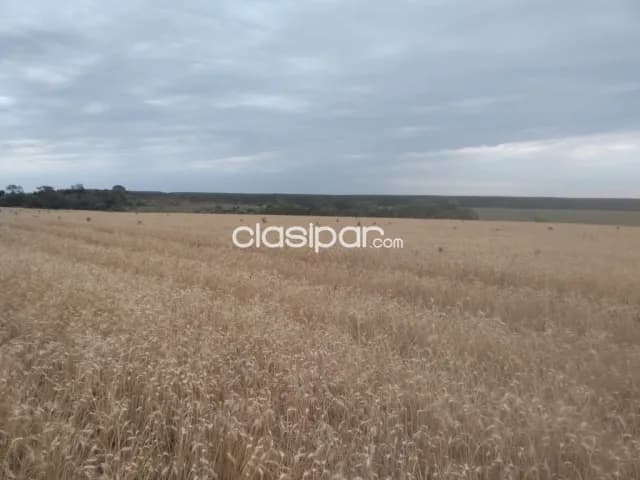 Campo Agrícola Mecanizado en Coronel Bogado costa al Río Paraná - 200 Ha, foto 2