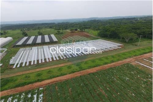 Campo de 53 has en itacurubi, foto 3