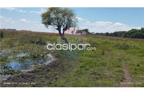 Campo de 270 has en ñeembucu, foto 2