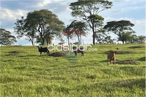 Campo de 87 has en itapua/ stma Trinidad, foto 1
