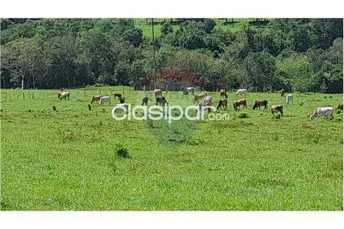 Campo de 87 has en itapua/ stma Trinidad, foto 4