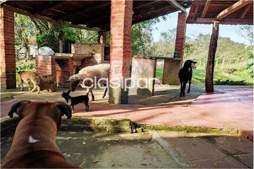 Campo de 87 has en itapua/ stma Trinidad, foto 5