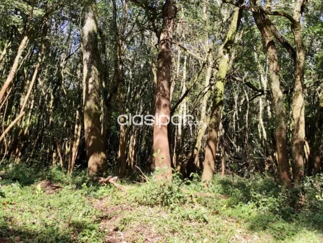 Terreno Rural en Encarnación - 20 Ha — foto 3