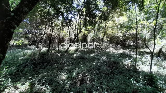 Terreno Rural en Encarnación cos costas al Río Paraná - 1 Ha — foto 5