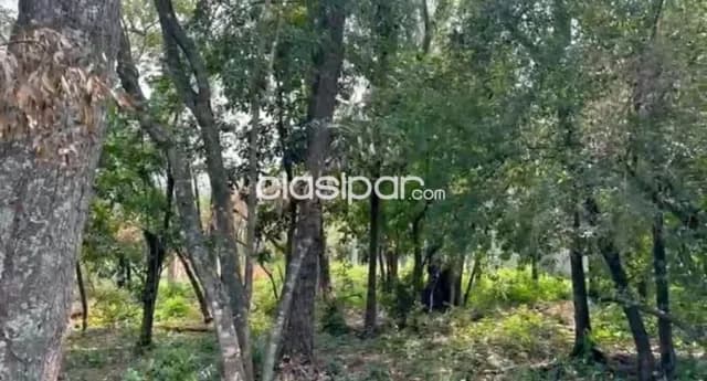 Hermosos terrenos en san ber zona ciervo kua a 500 mts de la ruta Luque san ber, foto 3