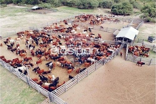 Estancia formada y en funcionamiento en pozo azul - chaco paraguayo