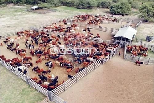 Estancia formada y en funcionamiento en pozo azul - chaco paraguayo — foto 2