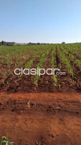 Terreno Rural Mecanizado en Edelira - 6 Ha — foto 2