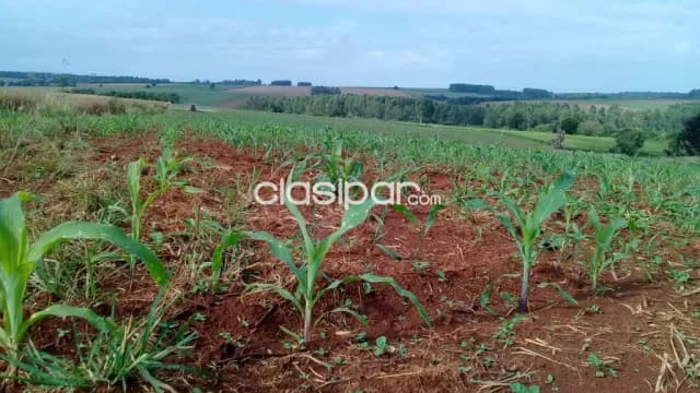 Terreno Rural Mecanizado en Edelira - 6 Ha — foto 3