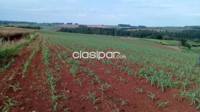 Terreno Rural Mecanizado en Edelira - 6 Ha — foto 4