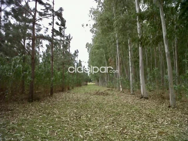 Granja en Pirayu - 26 Ha — foto 2