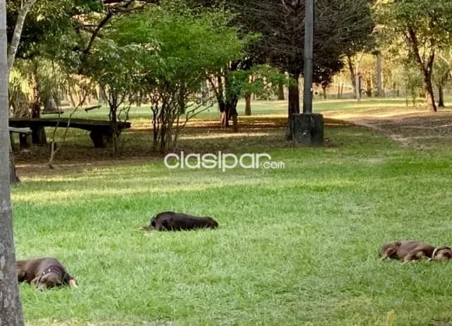 Granja en Pirayu - 26 Ha — foto 3